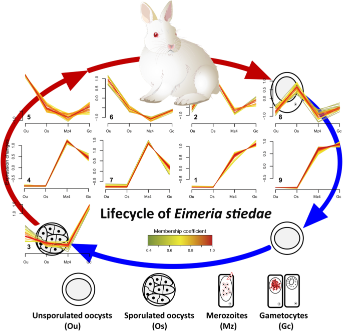 Global transcriptome landscape of the rabbit protozoan parasite Eimeria  stiedae | Parasites & Vectors | Full Text