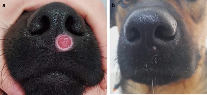 Early onset of clinical leishmaniosis in a litter of pups with evidence of  in utero transmission | Parasites & Vectors | Full Text