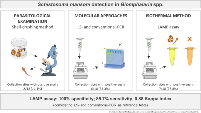 A loop-mediated isothermal amplification assay for Schistosoma mansoni  detection in Biomphalaria spp. from schistosomiasis-endemic areas in Minas  Gerais, Brazil | Parasites & Vectors | Full Text