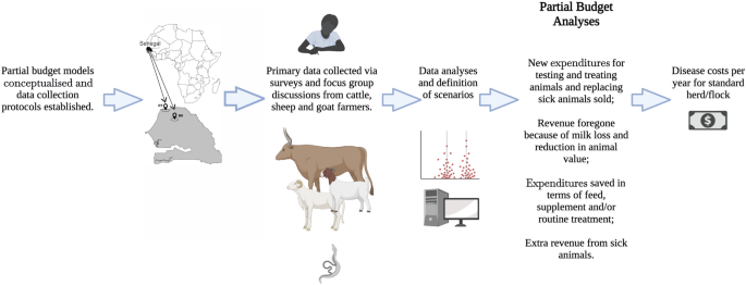Estimating the financial impact of livestock schistosomiasis on traditional  subsistence and transhumance farmers keeping cattle, sheep and goats in  northern Senegal | Parasites & Vectors | Full Text
