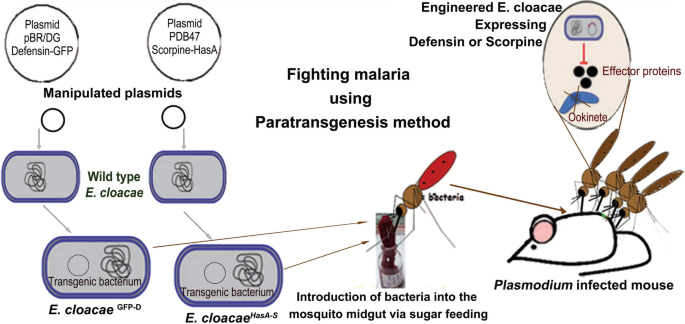 Evaluation of anti-malaria potency of wild and genetically modified  Enterobacter cloacae expressing effector proteins in Anopheles stephensi |  Parasites & Vectors | Full Text