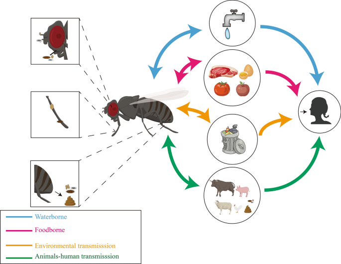 The global prevalence of parasites in non-biting flies as vectors: a  systematic review and meta-analysis | Parasites & Vectors | Full Text