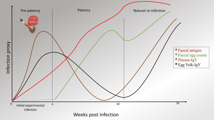 Pattern and repeatability of ascarid-specific antigen excretion 