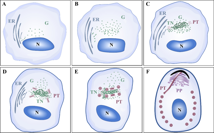 Molecular and morphological description of a novel microsporidian