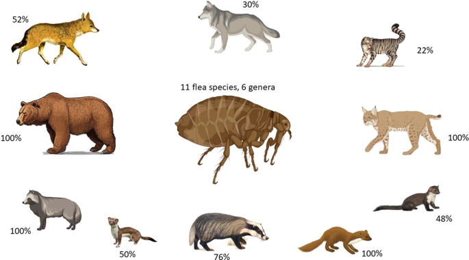 Fleas of wild carnivores in Romania: diversity, distribution, and 