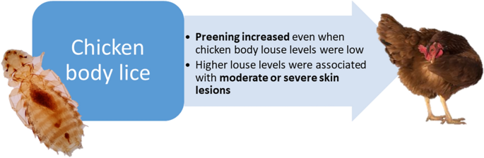 ケージフリーの鶏はシラミが多い(Cage-free chickens are louse-y)
