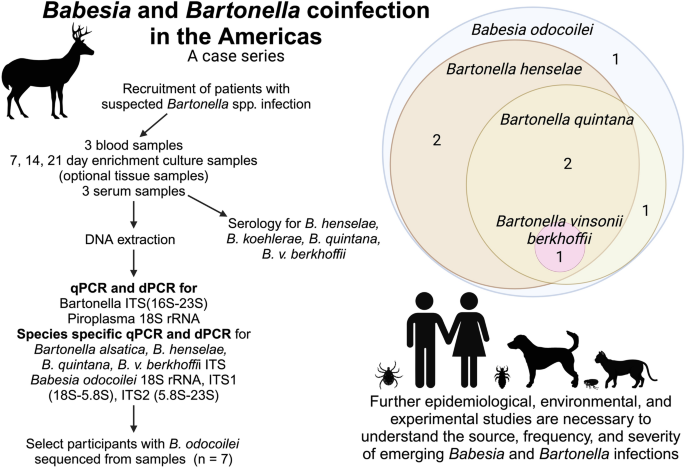 慢性疾患患者におけるバルトネラとバベシアの共感染を検出(Bartonella and Babesia Co-Infection Detected in Patients with Chronic Illness)