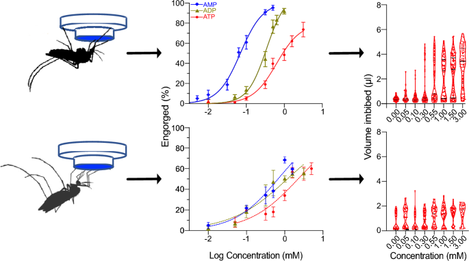 Differential sensitivity and specificity of Aedes aegypti and 