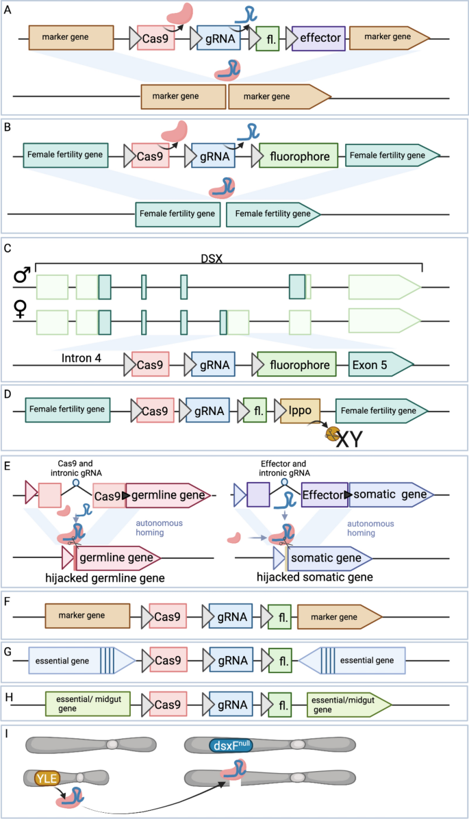 CRISPR technologies for the control and study of malaria-transmitting  anopheline mosquitoes | Parasites \u0026 Vectors, image size:685x1196