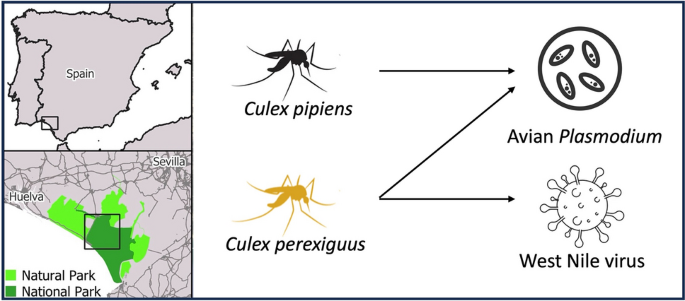 What is Avian Malaria: Causes, Symptoms & Prevention Tips