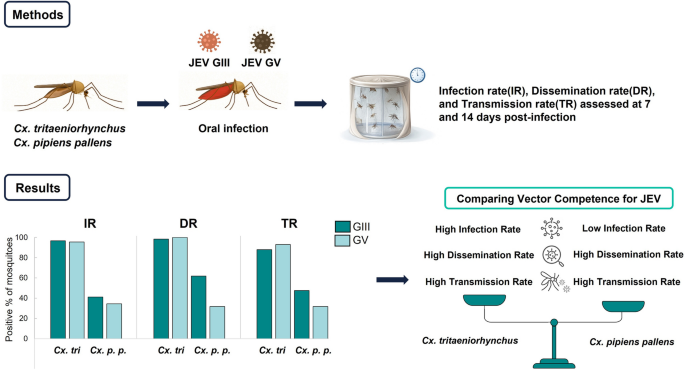 Evaluation of vector competence of Culex tritaeniorhynchus and Culex ...
