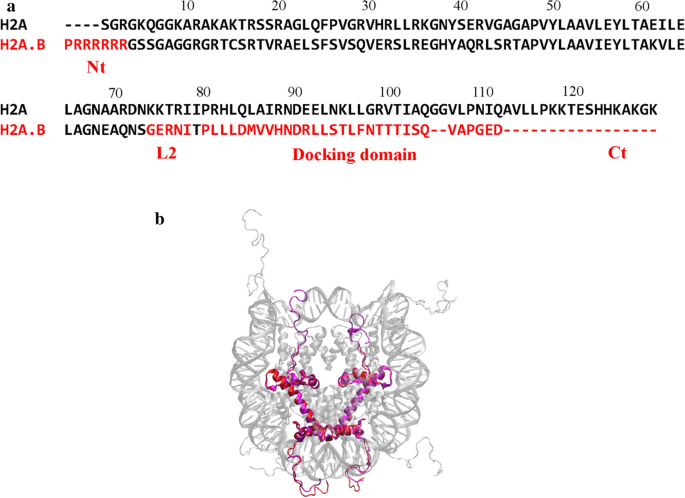 Molecular Mechanism Of Histone Variant H2a B On Stability And Assembly Of Nucleosome And Chromatin Structures Epigenetics Chromatin Full Text