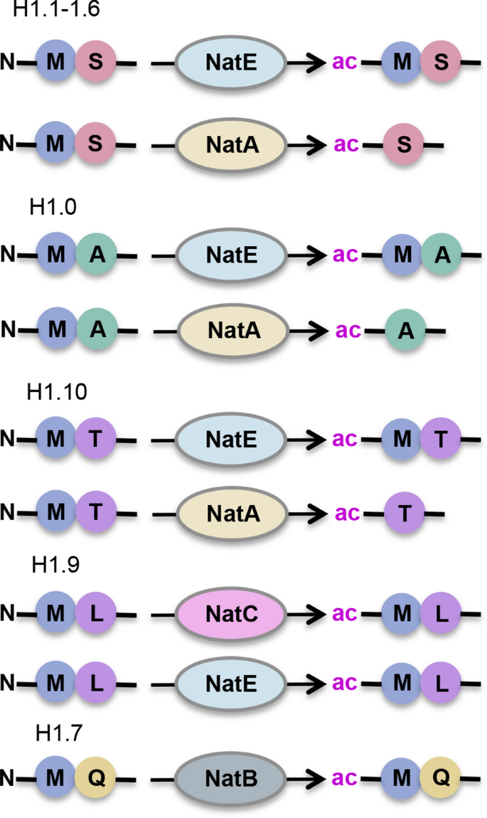 PDF) N-terminal acetylation shields proteins from degradation and promotes  age-dependent motility and longevity