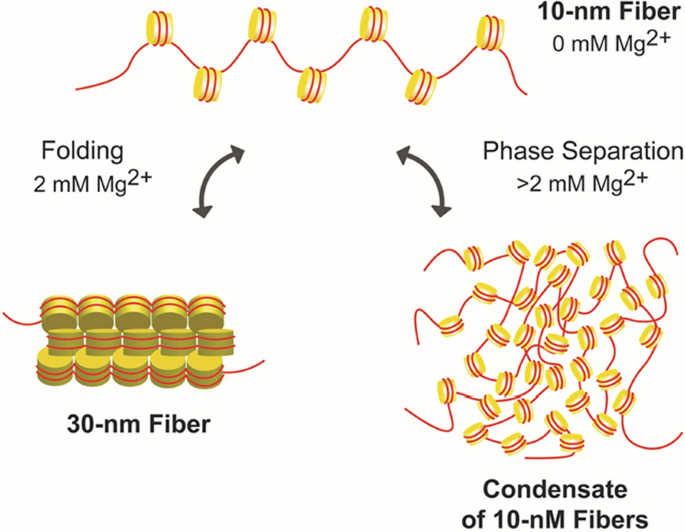 The solid and liquid states of chromatin | Epigenetics & Chromatin | Full  Text