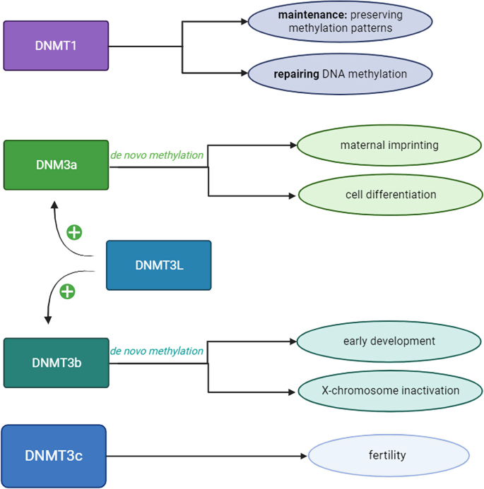 glutathione social anxiety Glutathione system enhancement for cardiac protection: pharmacological  options against oxidative stress and ferroptosis