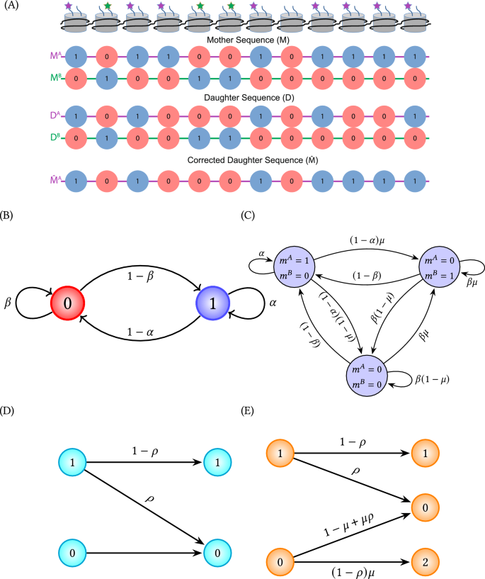 Antagonistic histone post-translational modifications improve the ...