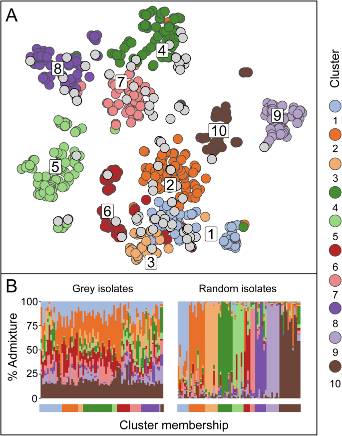 The Global Dissemination Of Hospital Clones Of Enterococcus Faecium Genome Medicine Full Text