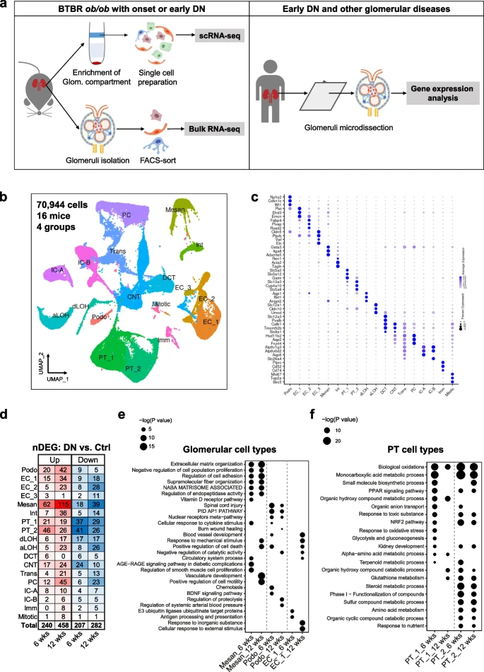 Single-cell transcriptomics analsis in early diabetic nephropathy 