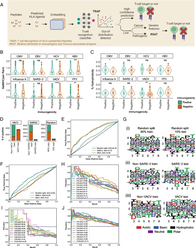  A robust deep learning workflow to predict CD8 + T-cell epitopes 
