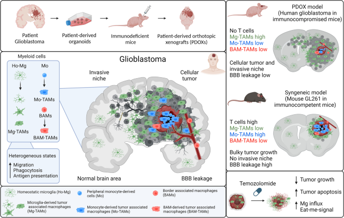 Anna Golebiewska: New findings on how glioblastoma educates tumor microenvironment,