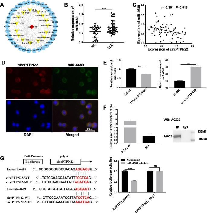 CircPTPN22 modulates T-cell activation by sponging miR-4689 to regulate S1PR1 expression in patients with systemic lupus erythematosus | Arthritis Research & Therapy | Full Text circptpn22-modulates-t-cell-activation-by-sponging-mir-4689-to-regulate-s1pr1-expression-in-patients-with-systemic-lupus-erythematosus-arthritis-research-therapy-full-text