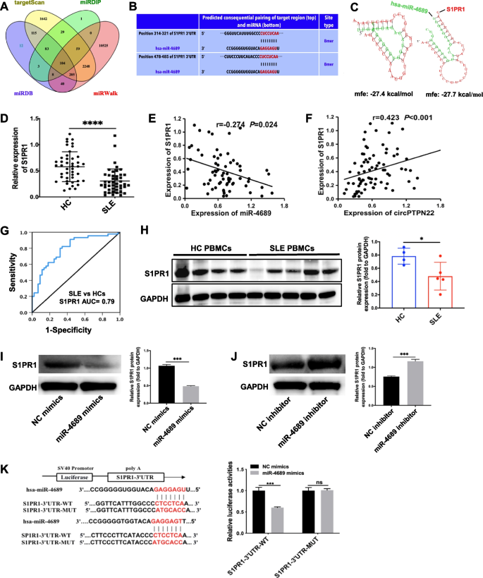 CircPTPN22 modulates T-cell activation by sponging miR-4689 to regulate S1PR1 expression in patients with systemic lupus erythematosus | Arthritis Research & Therapy | Full Text circptpn22-modulates-t-cell-activation-by-sponging-mir-4689-to-regulate-s1pr1-expression-in-patients-with-systemic-lupus-erythematosus-arthritis-research-therapy-full-text