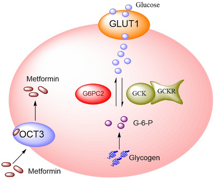 Modeling long-term diabetes and related complications in rats