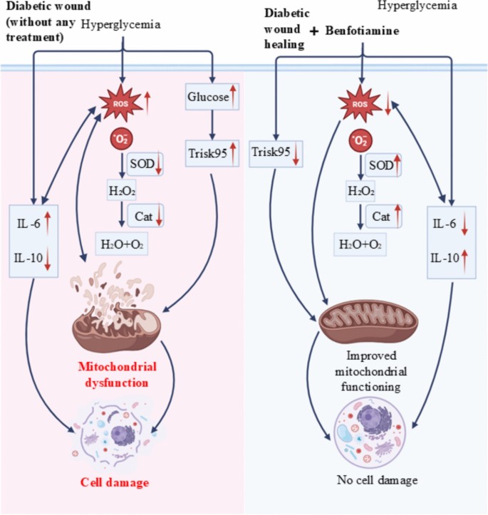 Benfotiamine promotes diabetic wound healing by modulating Trisk95 and reducing oxidative stress | Diabetology & Metabolic Syndrome