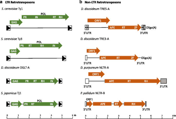 Retrotransposon Targeting To Rna Polymerase Iii Transcribed Genes Mobile Dna Full Text