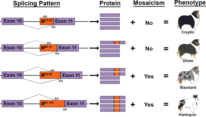Each of the 4 categories of merling against the spliing patterns based on SINE insertion at the PMEL17 gene