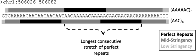 Finding and extending ancient simple sequence repeat-derived