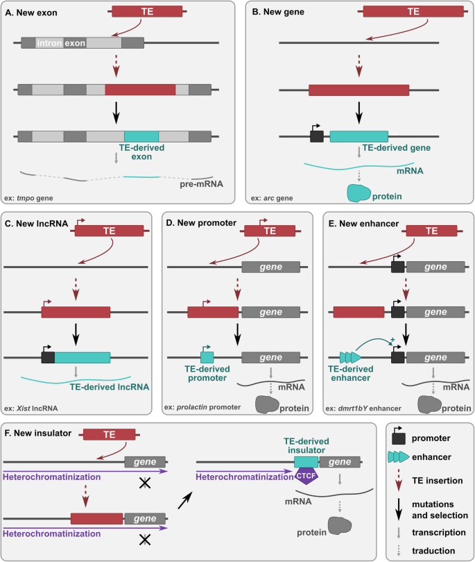 Transposable Element Derived Sequences In Vertebrate Development Mobile Dna Full Text