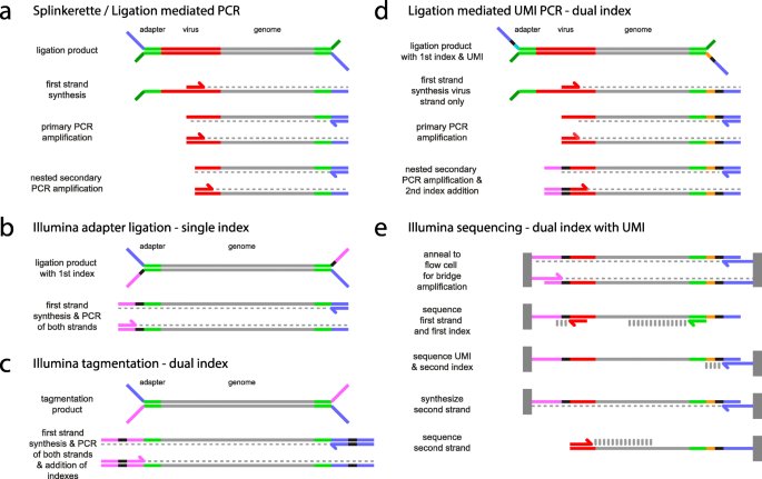 LUMI-PCR: an Illumina platform ligation-mediated PCR protocol for  integration site cloning, provides molecular quantitation of integration  sites | Mobile DNA | Full Text