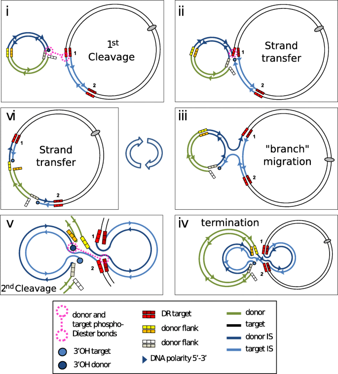 insertion sequences