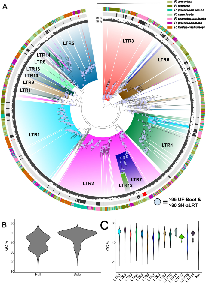 Evolutionary dynamics of the LTR-retrotransposon crapaud in the Podospora anserina species complex and the interaction with repeat-induced point mutations