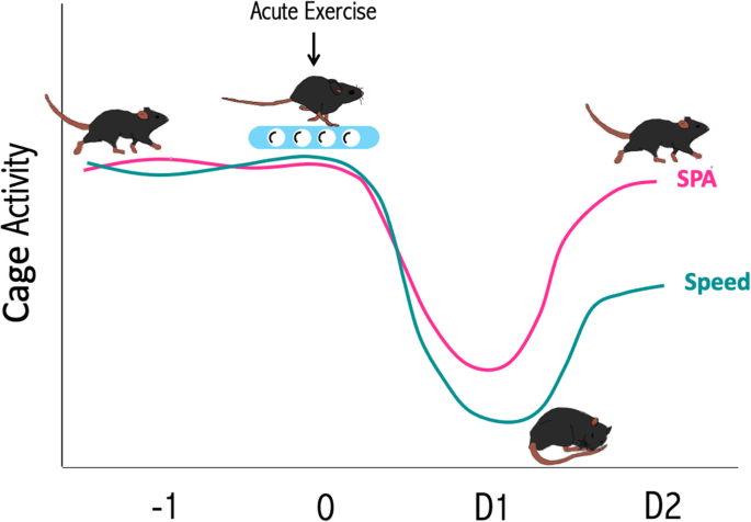 Effects of acute exercise on spontaneous physical activity in mice at different ages | BMC Sports Science, Medicine and Rehabilitation | Full Text Effects of acute exercise on spontaneous physical activity in mice at different ages | BMC Sports Science, Medicine and Rehabilitation | Full Text