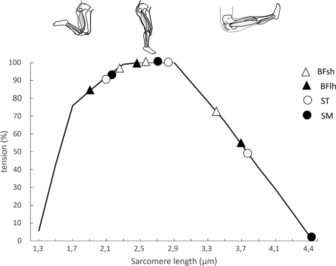 Hamstrings force-length relationships and their implications for 
