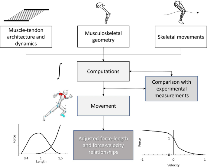 Hamstrings force-length relationships and their implications for 