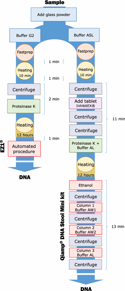 Evaluation of two DNA extraction methods for the PCR-based detection of  eukaryotic enteric pathogens in fecal samples | BMC Research Notes | Full  Text