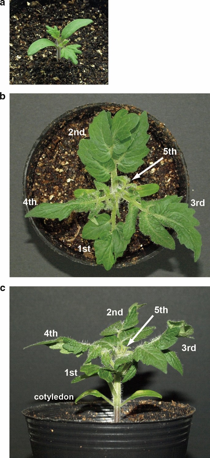 Comprehensive observation of trichome development in Micro-tom tomato