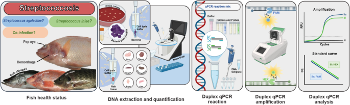 SaSi qPCR: a novel duplex qPCR assay for rapid and simultaneous ...