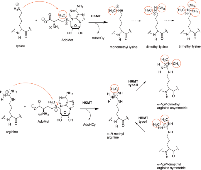 scheme 6