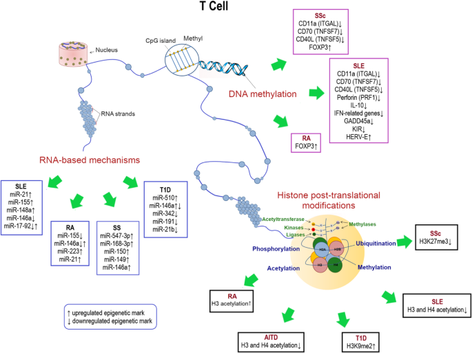 The emerging role of epigenetics in human autoimmune disorders | Clinical  Epigenetics | Full Text