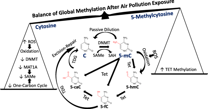 air pollution and dna methylation