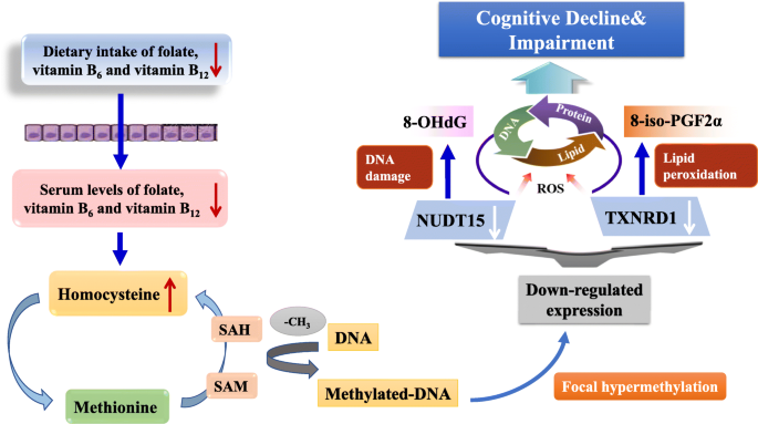 Dietary intakes and biomarker patterns of folate, vitamin B6, and vitamin  B12 can be associated with cognitive impairment by hypermethylation of  redox-related genes NUDT15 and TXNRD1 | Clinical Epigenetics | Full Text