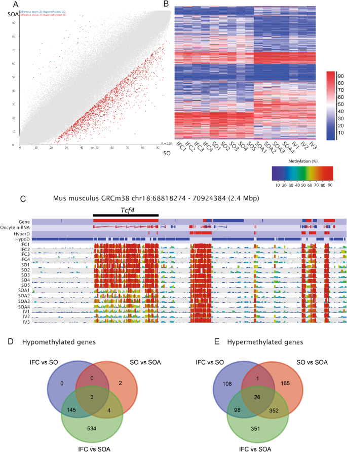 dna methylation in mouse oocytes