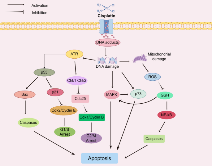 Regulation of cisplatin resistance in lung cancer by epigenetic ...