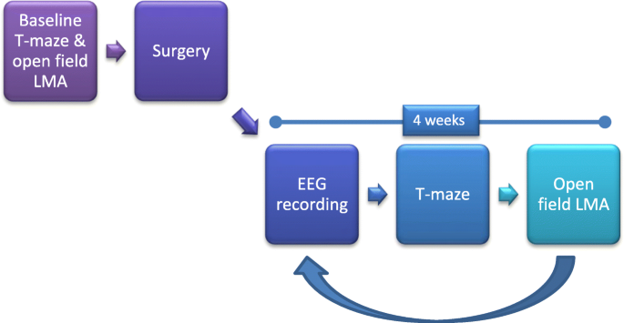 visual testing conjuction vs easy eeg