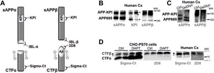 Amyloid Precursor Protein Glycosylation Is Altered In The Brain Of Patients With Alzheimer S Disease Alzheimer S Research Therapy Full Text