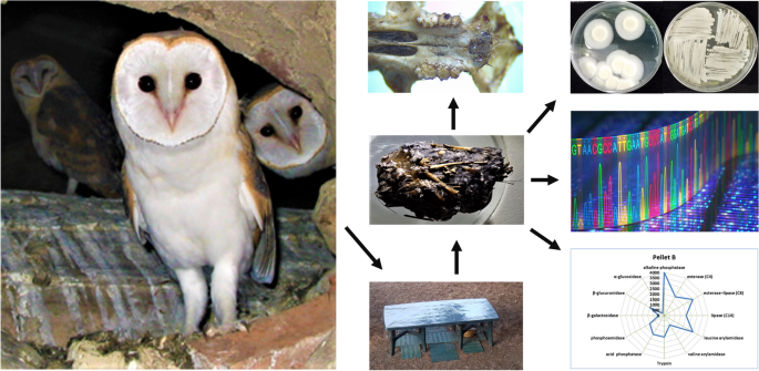 Collection methods of wild barn owl pellets at low environmental ...